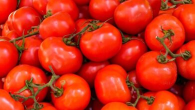 Tomato Price Hike